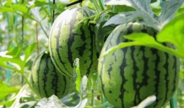 吃瓜网免费吃瓜,尽在吃瓜网！