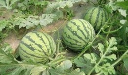 西瓜特效爆料的视频,揭秘视频背后的惊人秘密！