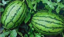 泉州网红吃瓜事件,揭秘网络舆论的风暴与真相