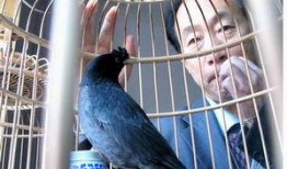 八哥说话爆料新闻视频,最新爆料新闻视频大揭秘