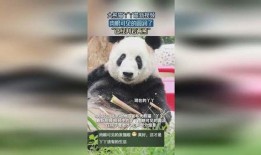 熊猫yy最新爆料视频,最新爆料视频内容大起底