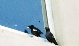 八哥说话爆料新闻视频,最新爆料新闻视频大揭秘