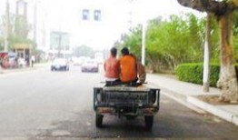 圈内爆料文竹,圈内爆料揭示神秘面纱