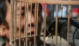 八哥说话爆料新闻视频,最新爆料新闻视频大揭秘