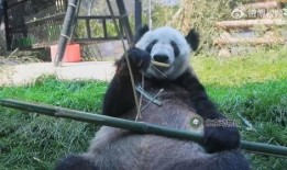 熊猫yy最新爆料视频,最新爆料视频内容大起底