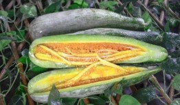 江门网红吃瓜,揭秘美食背后的故事