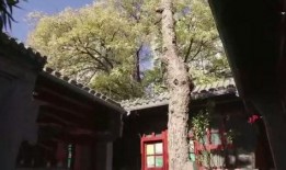 四合院凉凉最新爆料,揭秘最新爆料背后的真相与内幕