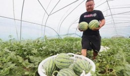 瓜田里免费吃瓜,免费吃瓜乐无边