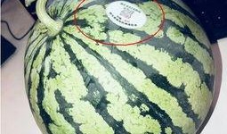 江门网红吃瓜,揭秘美食背后的故事