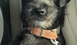 温馨小家流浪狗爆料视频