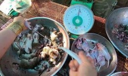 食物爆料视频大全,食物爆料视频大全精彩回顾