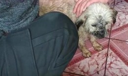 温馨小家流浪狗爆料视频